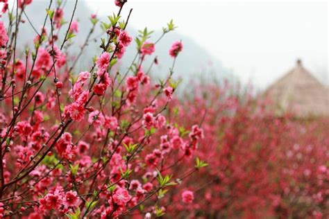 桃花來的徵兆|八字測桃花 桃花運將至的十大徵兆